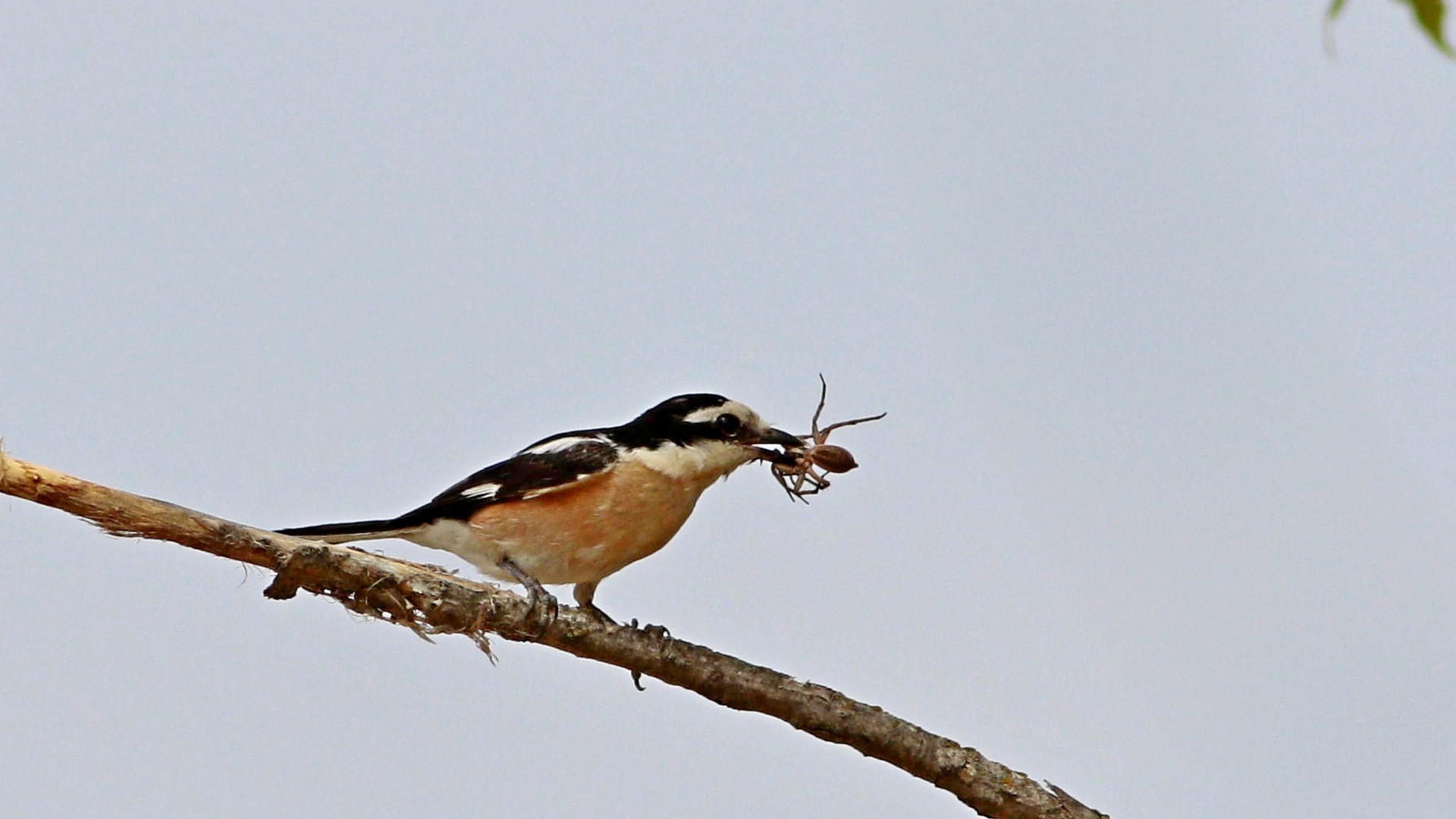 Masked Shrike