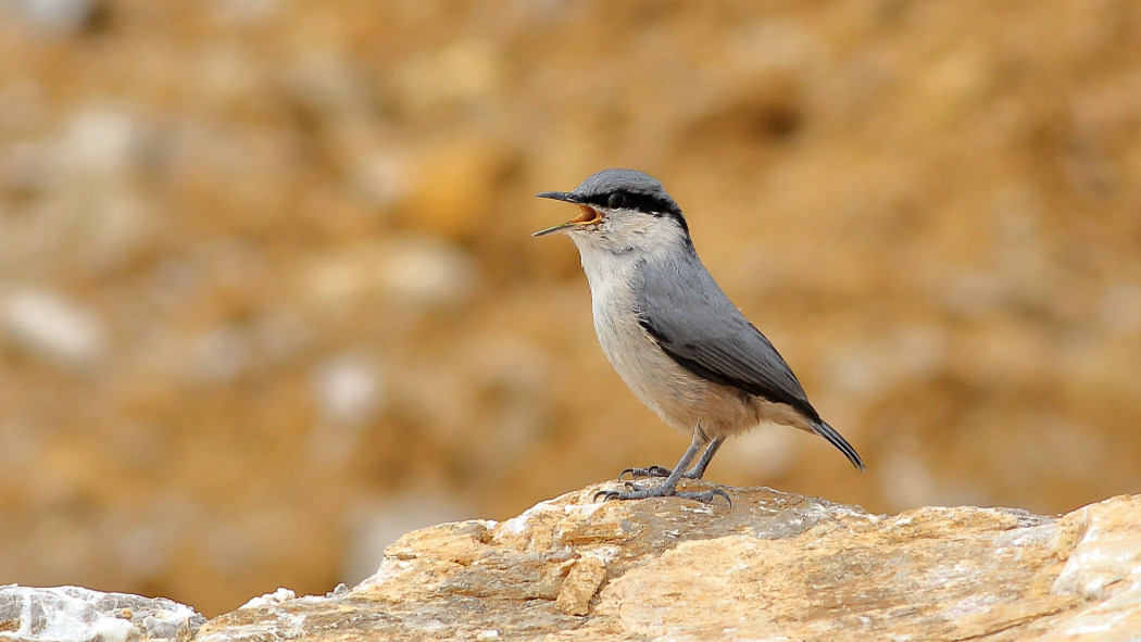 Western Rock Nuthatch