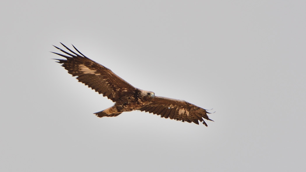 Golden Eagle — Ana fotoğraf