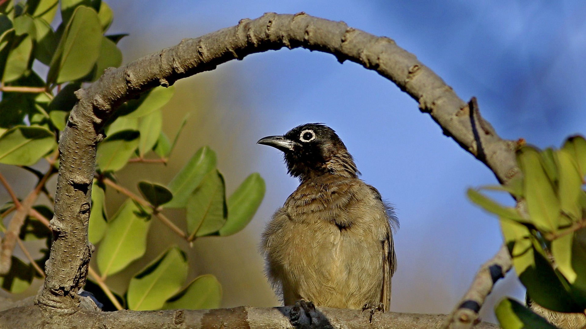 White-spectacled Bulbul