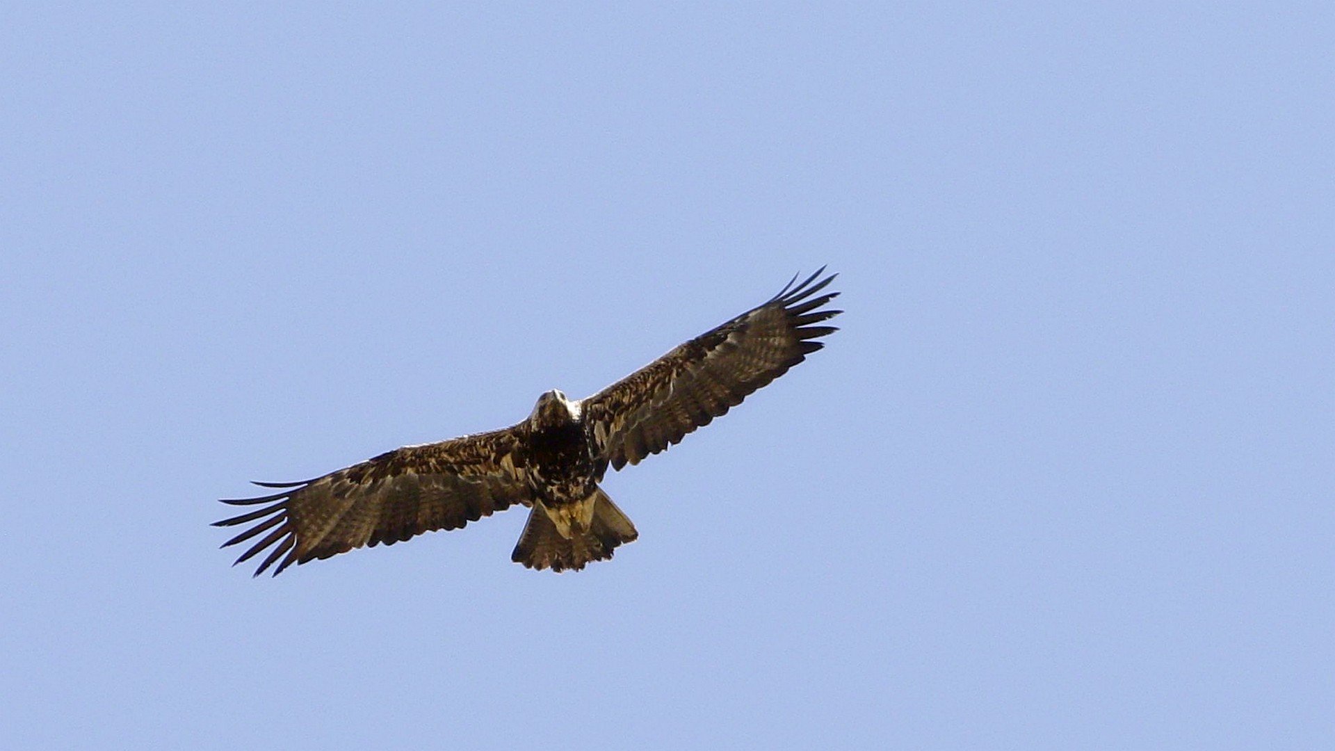 Lesser Spotted Eagle
