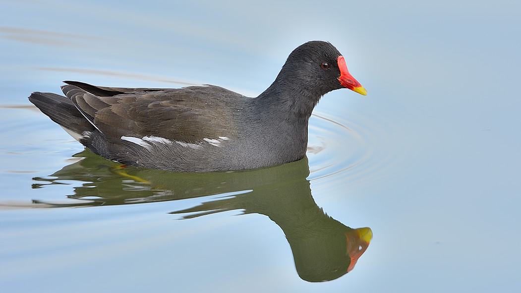 Eurasian Moorhen