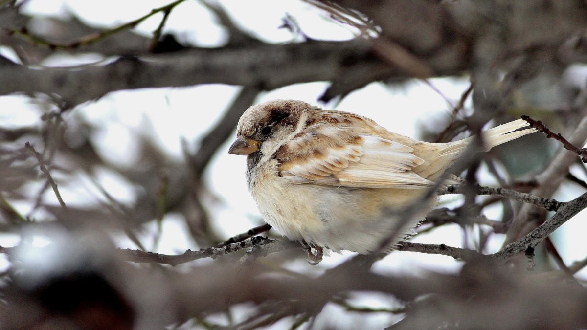 Eurasian Tree Sparrow