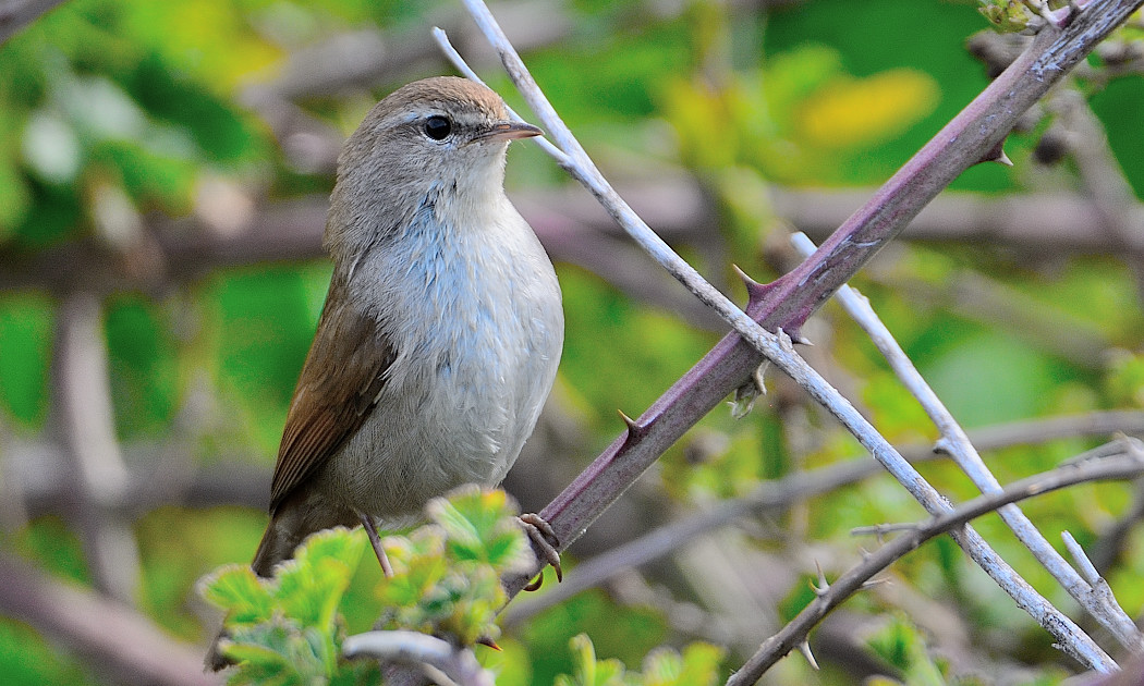 Cetti's Warbler