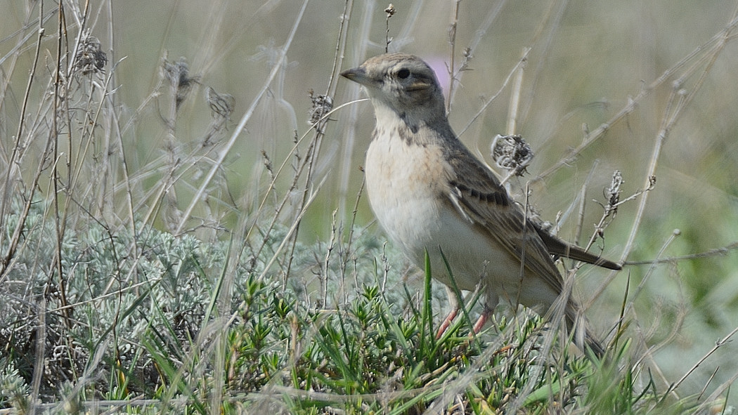 Greater Short-toed Lark — Ana fotoğraf