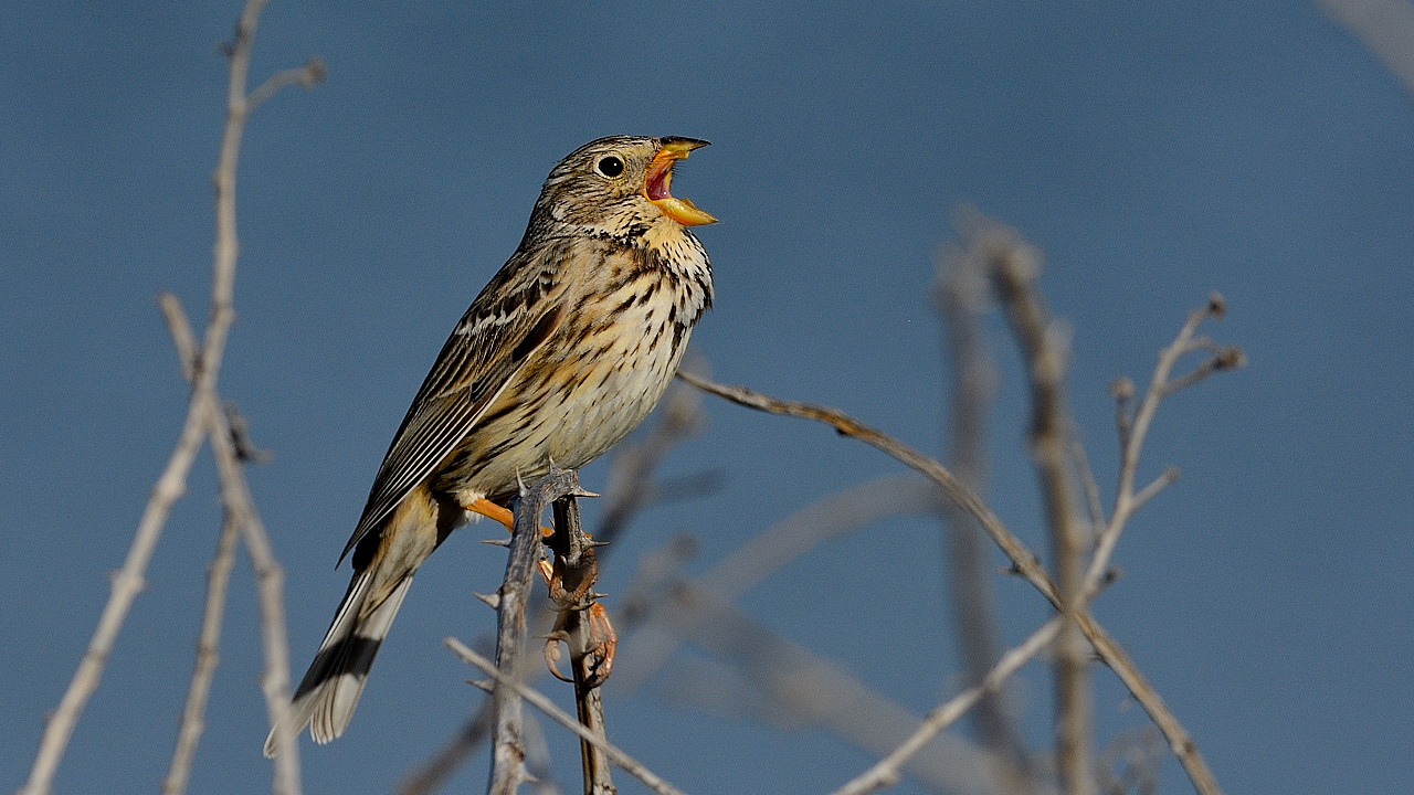 Corn Bunting