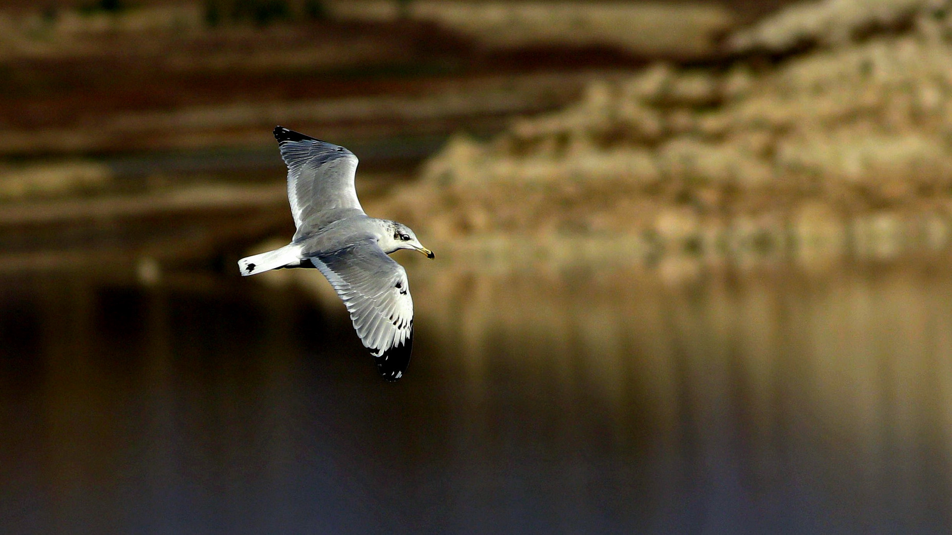 Pallas's Gull — Ana fotoğraf