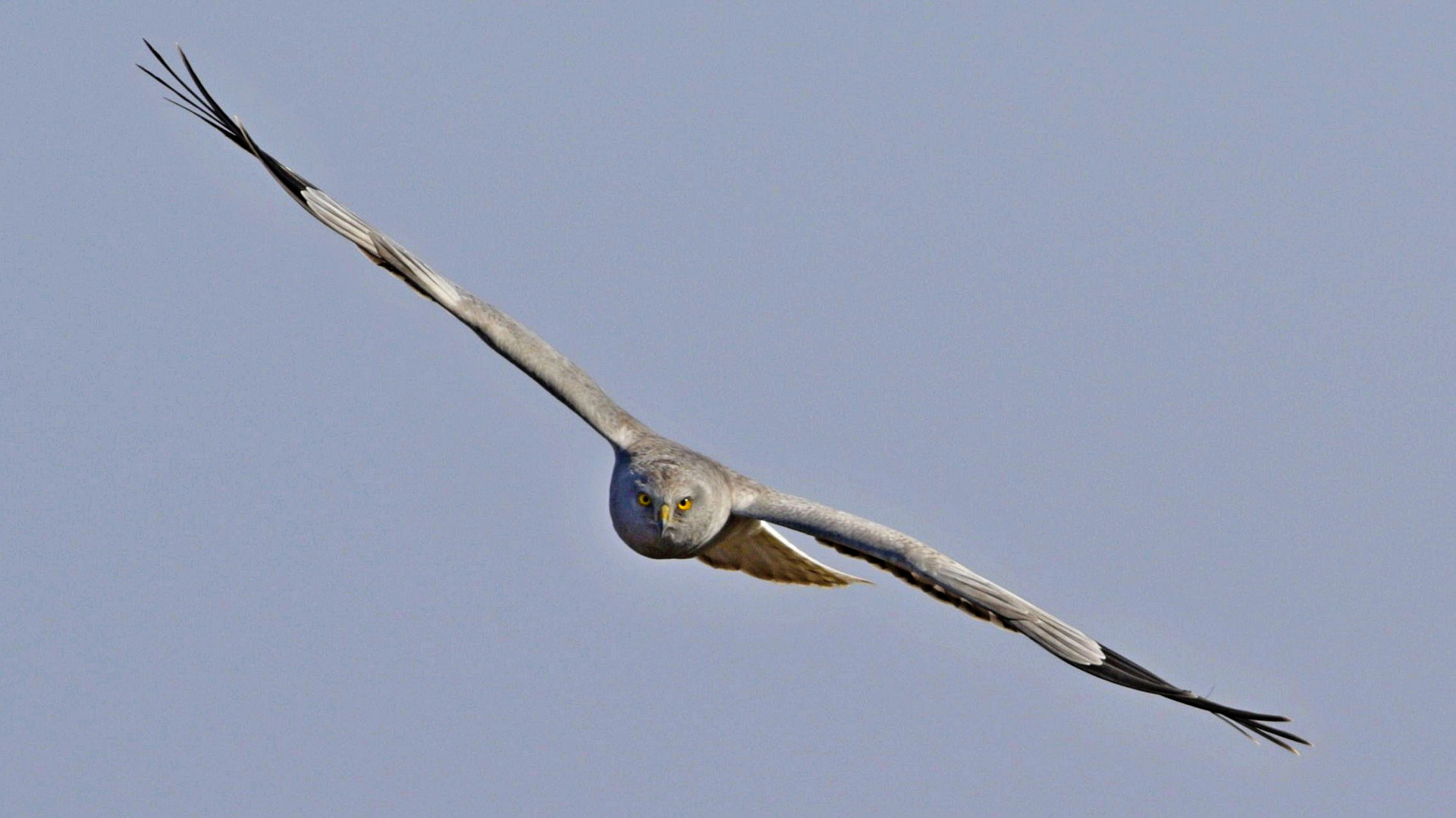 Hen Harrier
