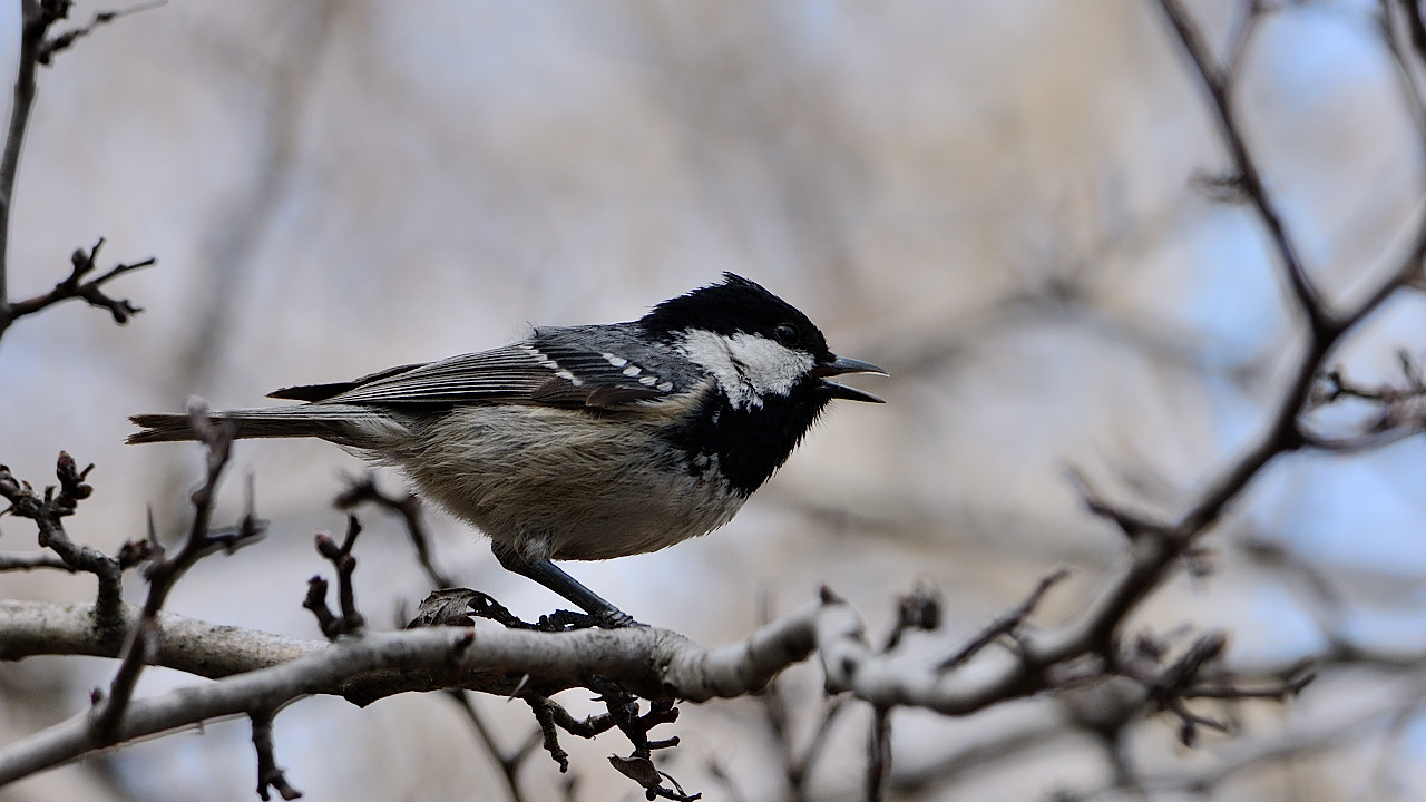 Coal Tit