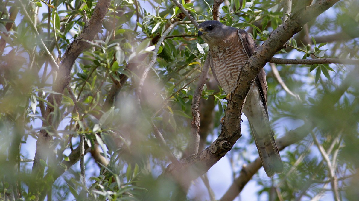 Levant Sparrowhawk