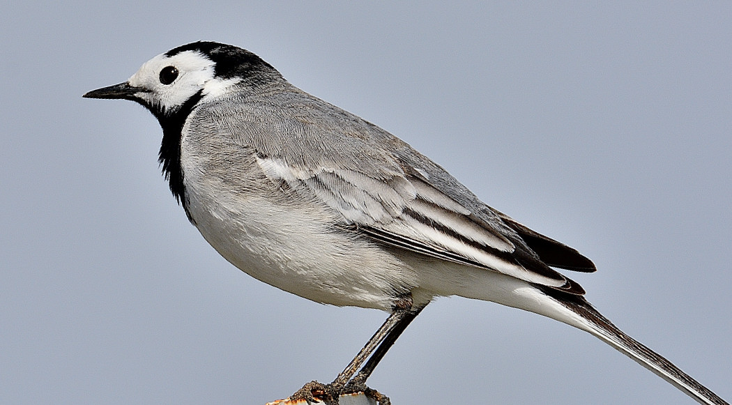 White Wagtail