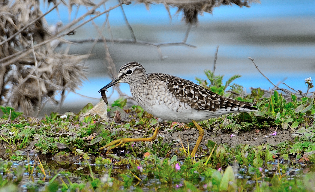 Wood Sandpiper