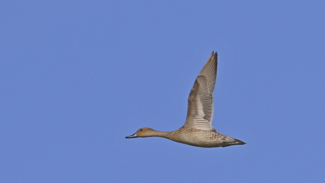 Northern Pintail