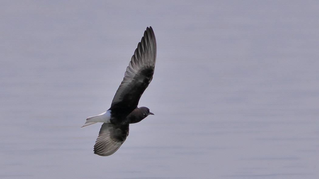White-winged Tern — Ana fotoğraf