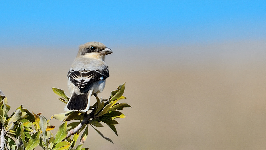 Lesser Gray Shrike