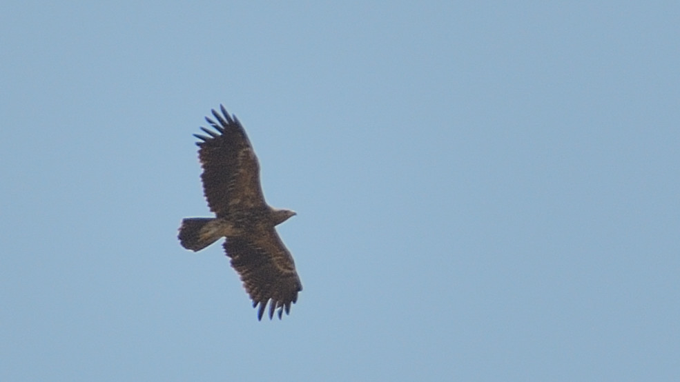 Lesser Spotted Eagle