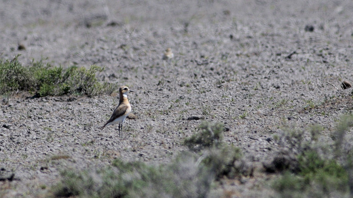 Greater Sand-Plover