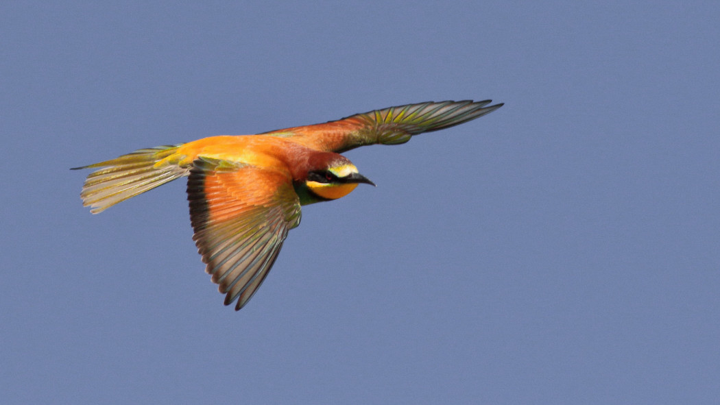 European Bee-eater