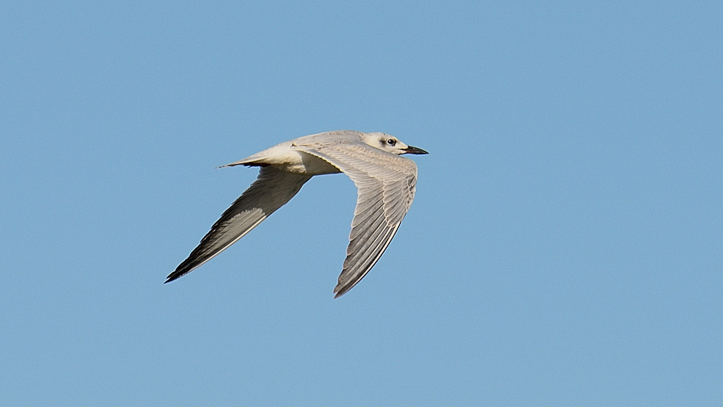 Gull-billed Tern
