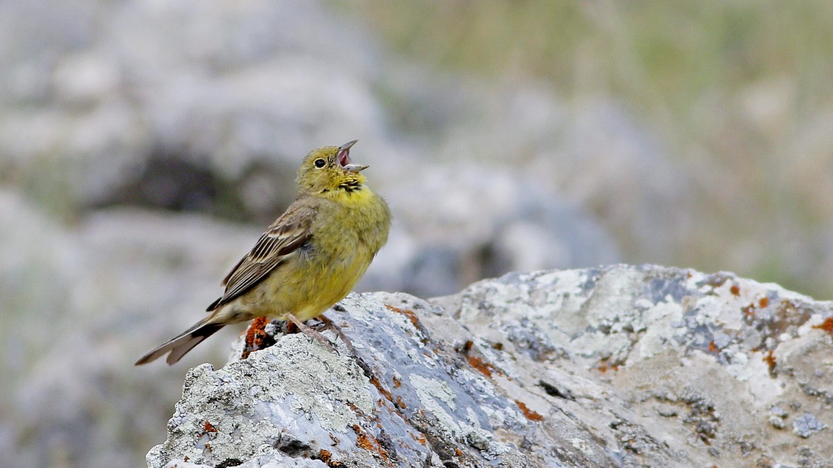 Cinereous Bunting