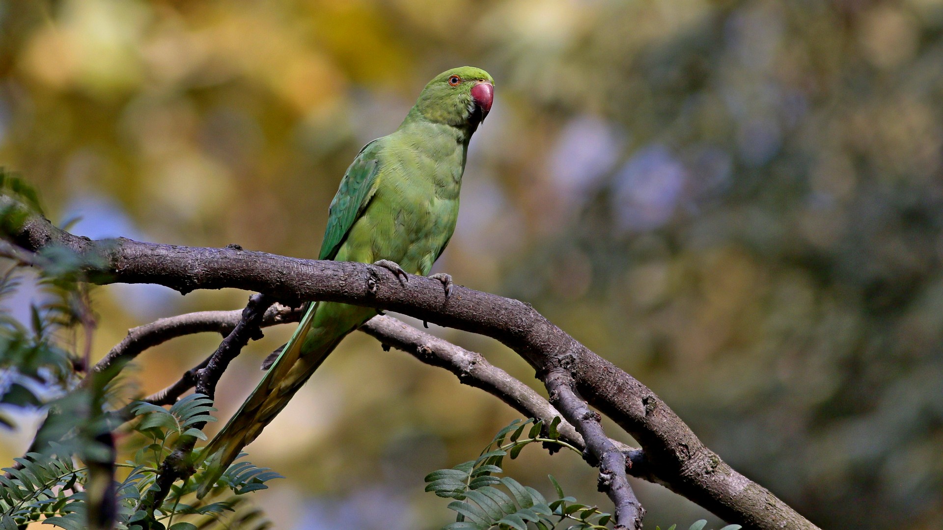 Rose-ringed Parakeet