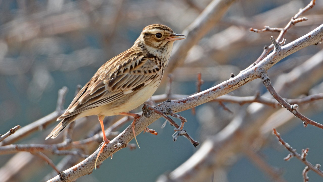 Wood Lark