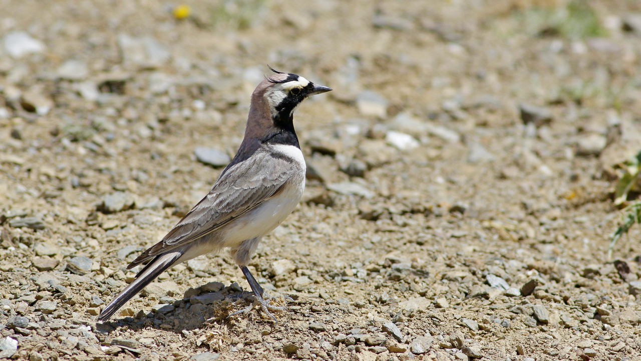 Horned Lark