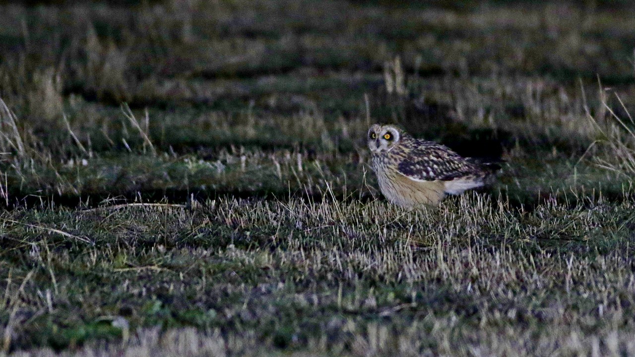 Short-eared Owl