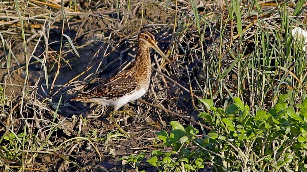 Common Snipe