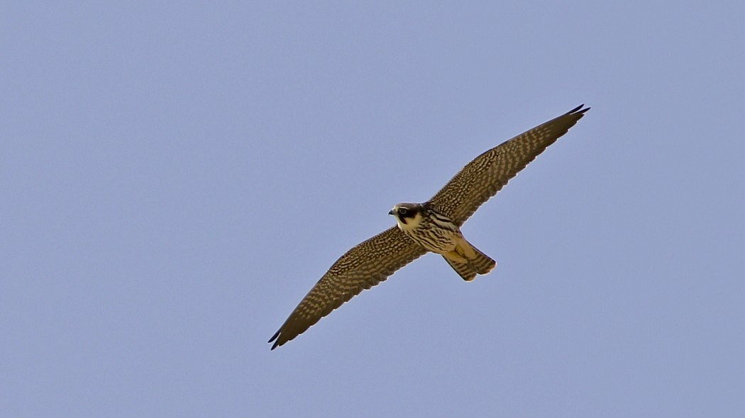 Eurasian Hobby