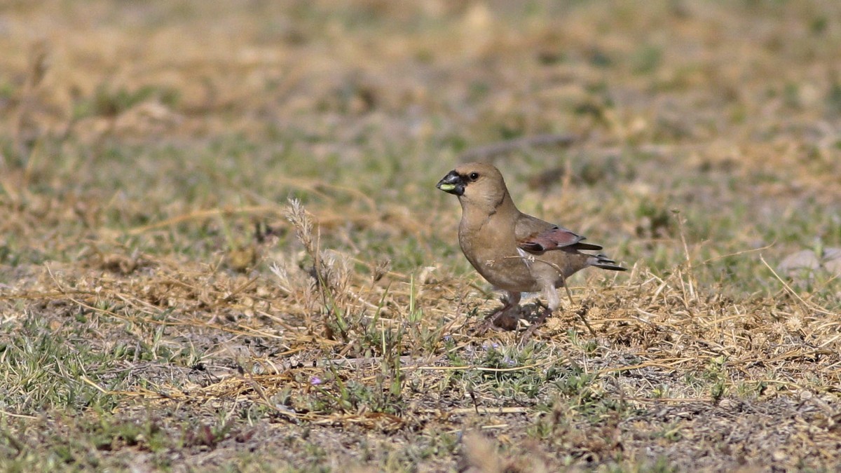 Desert Finch