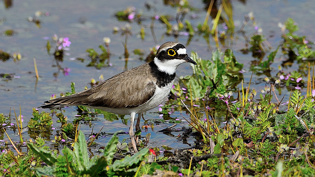 Little Ringed Plover