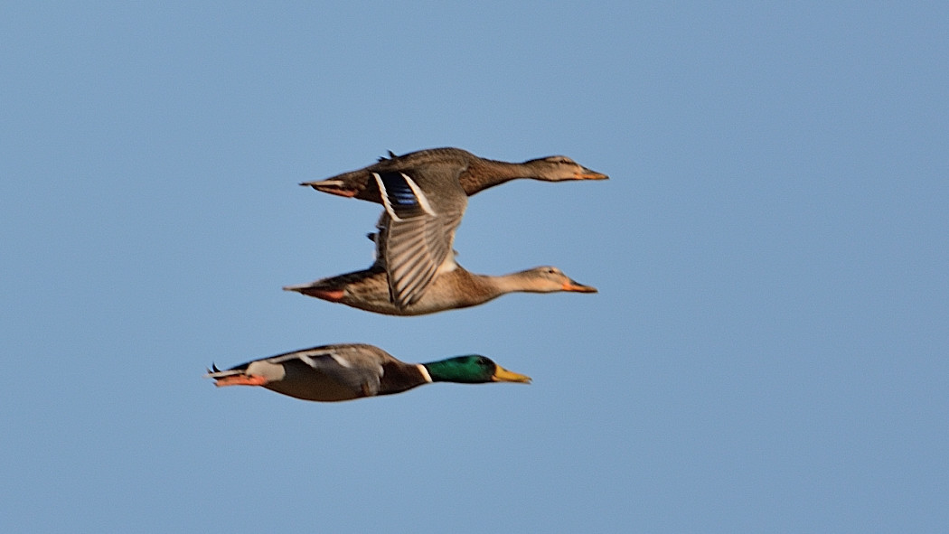Mallard