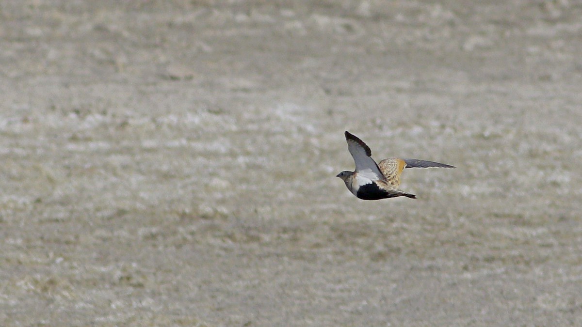 Black-bellied Sandgrouse