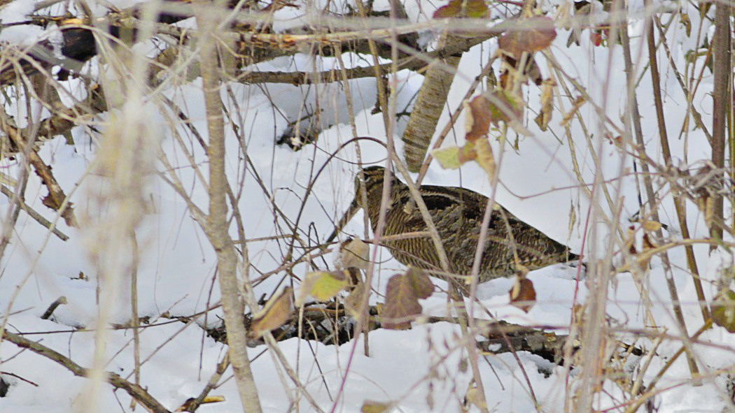 Eurasian Woodcock