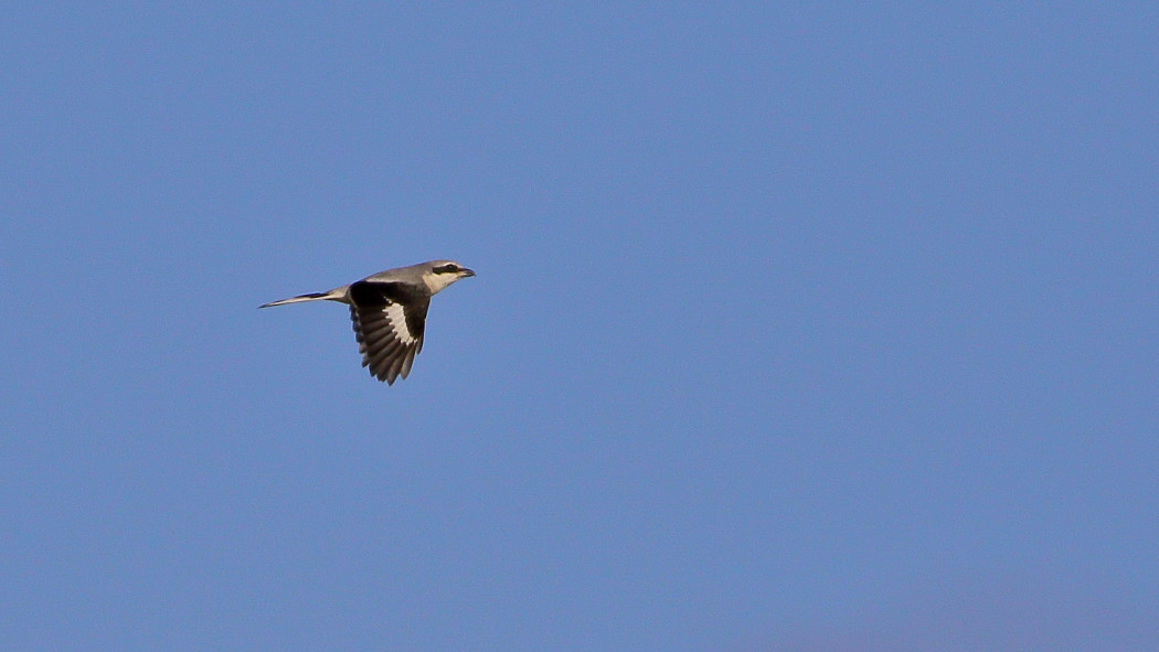 Great Gray Shrike