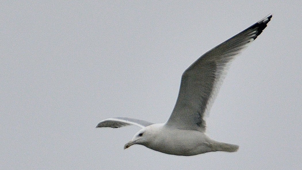 Caspian Gull