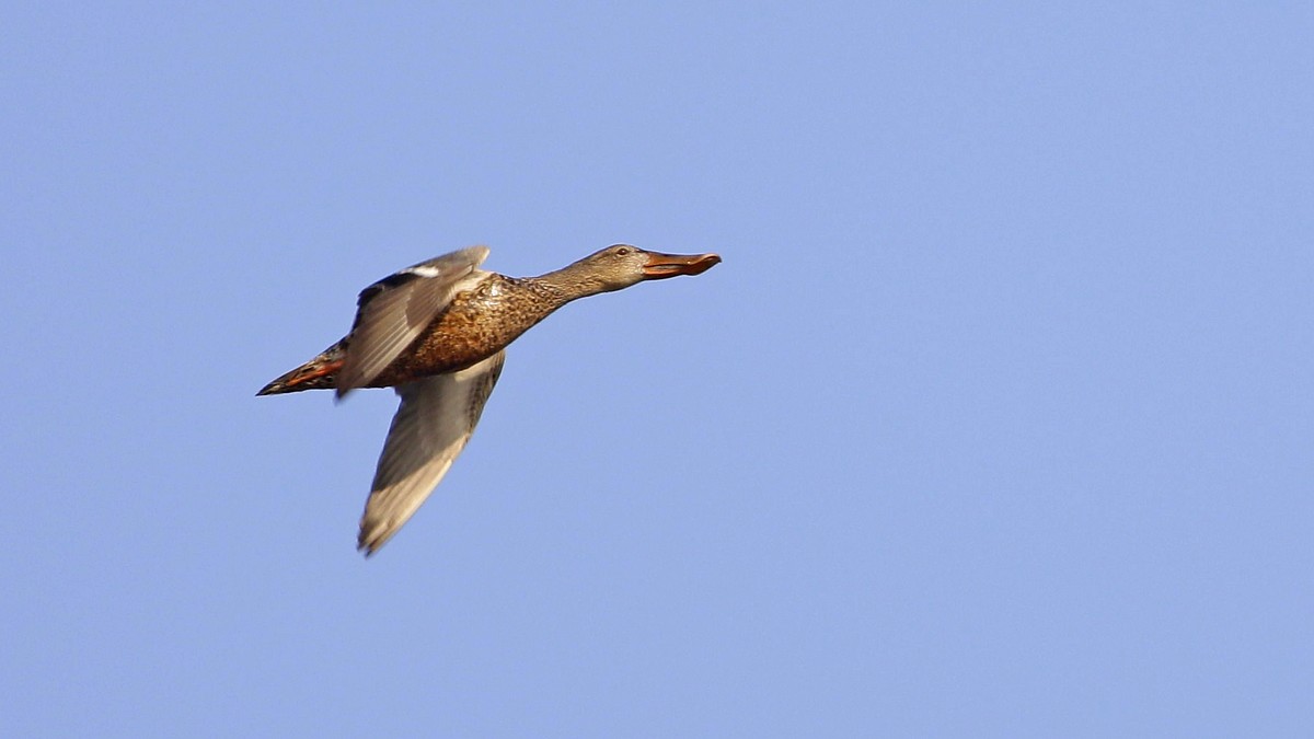 Northern Shoveler