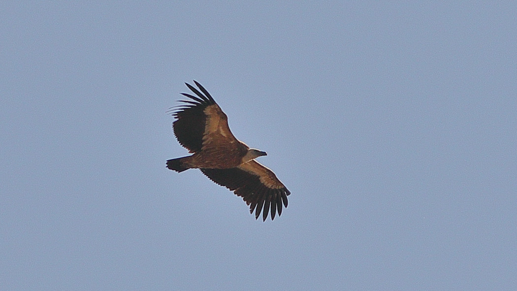 Eurasian Griffon
