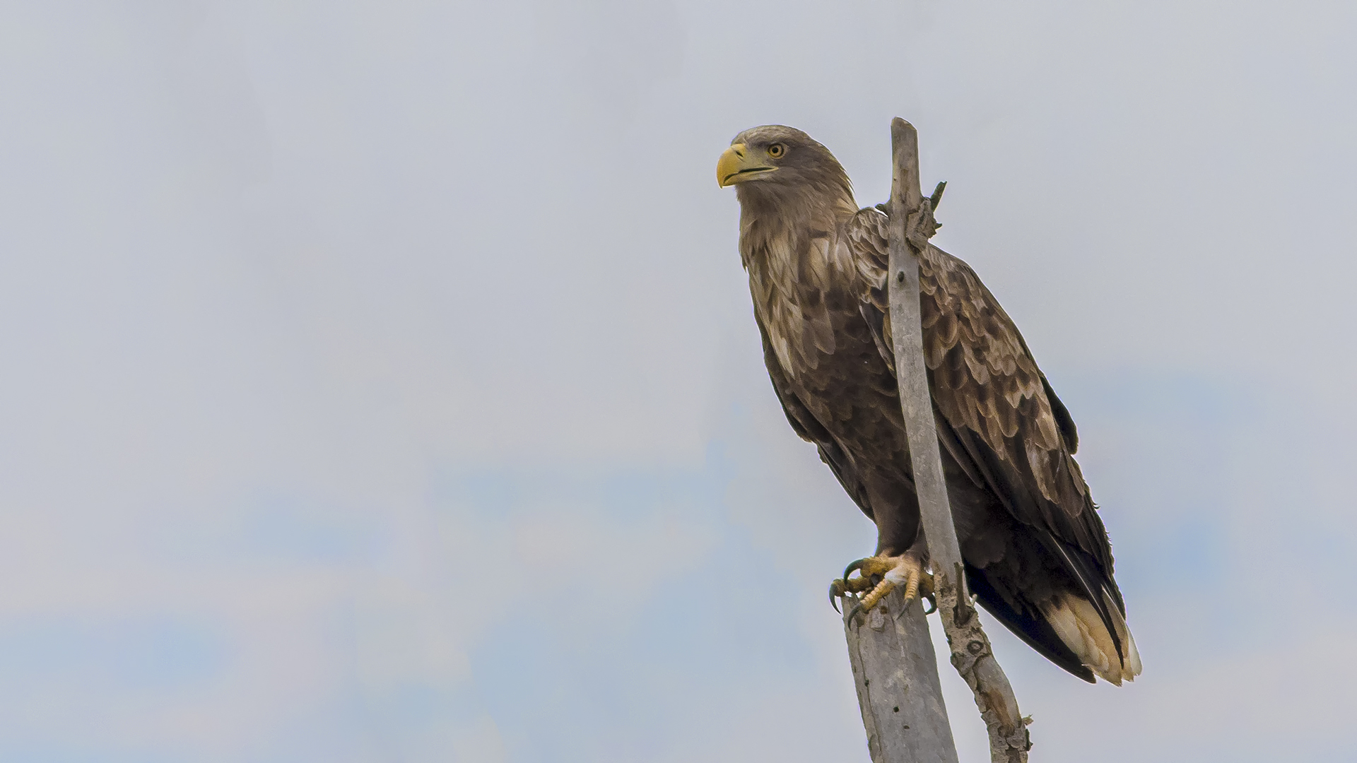 White-tailed Eagle