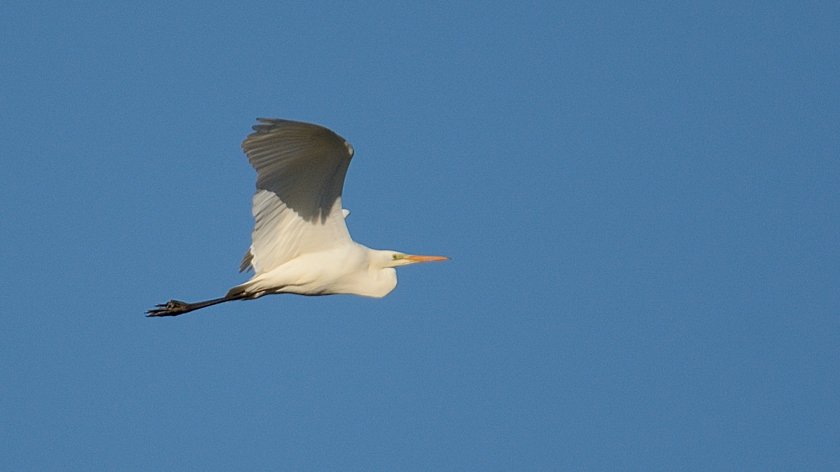 Great Egret