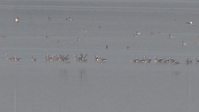 Barnacle Goose