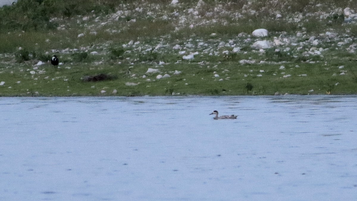 Marbled Teal