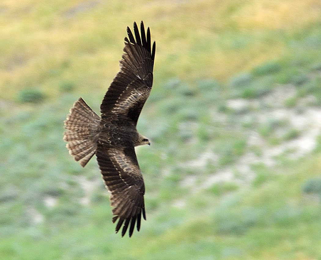 Black Kite