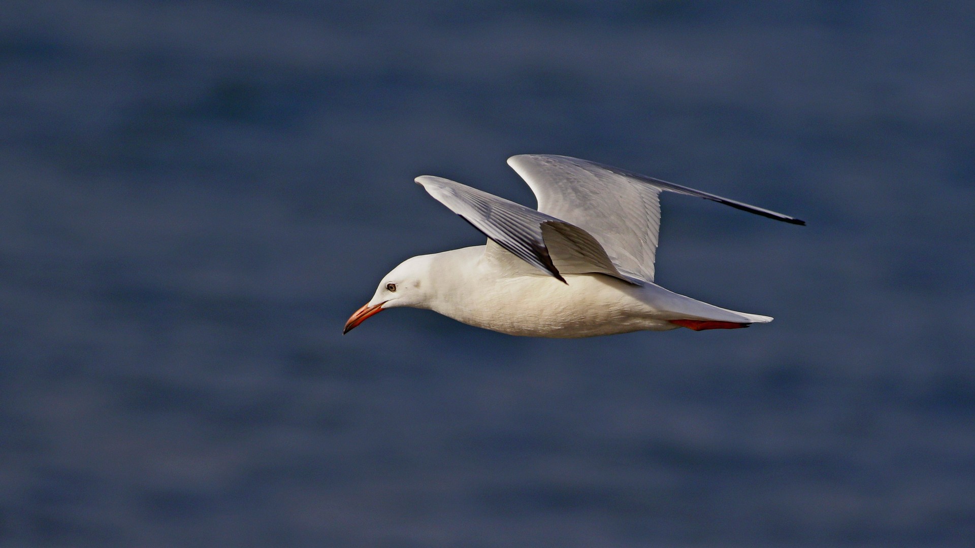 Slender-billed Gull