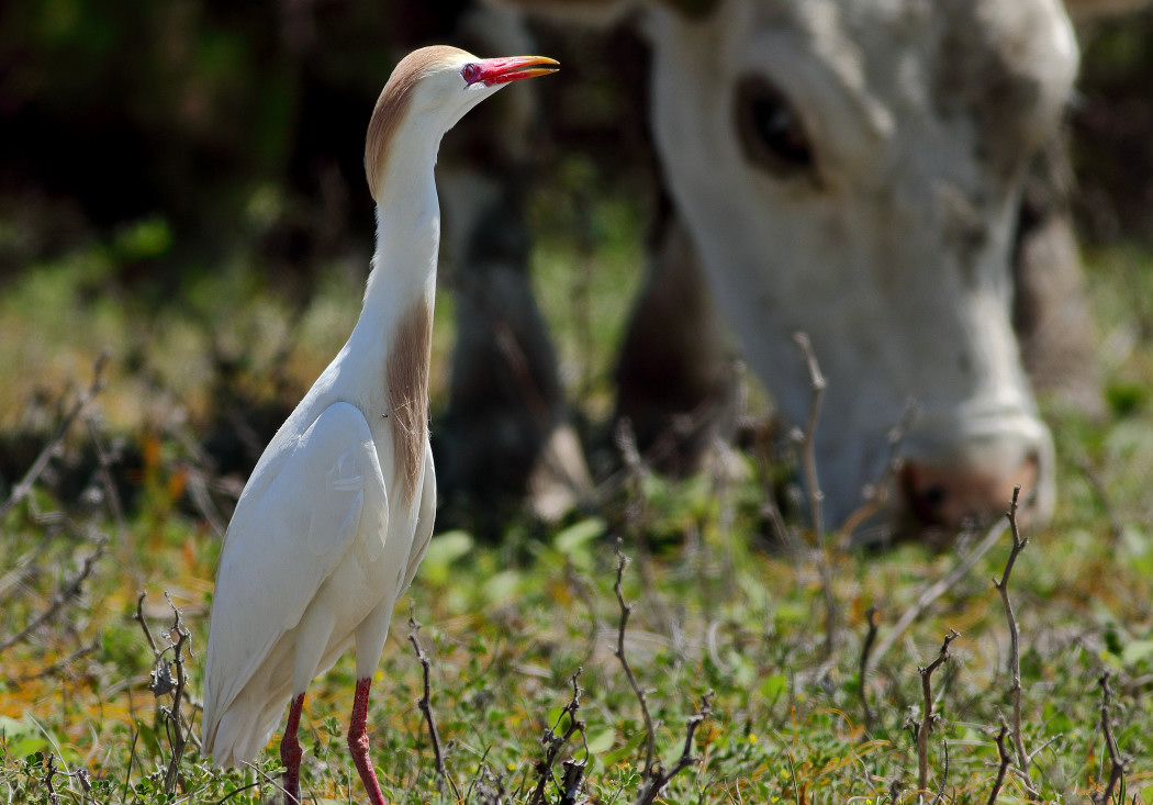 Cattle Egret — Ana fotoğraf