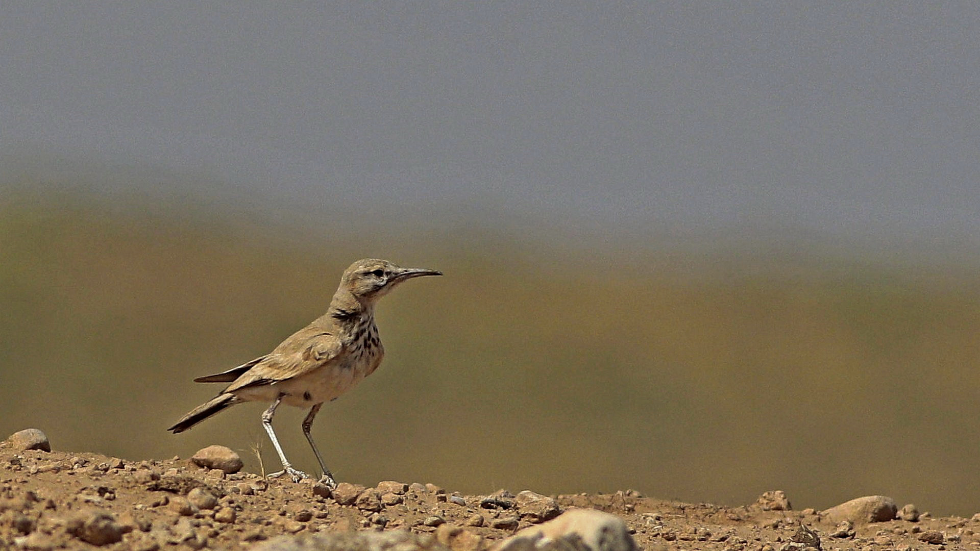 Greater Hoopoe-Lark