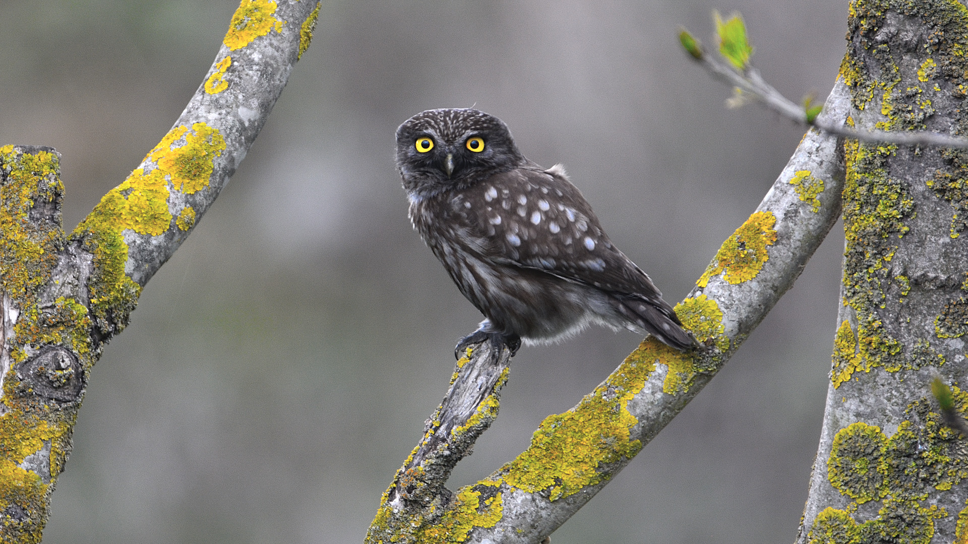 Little Owl