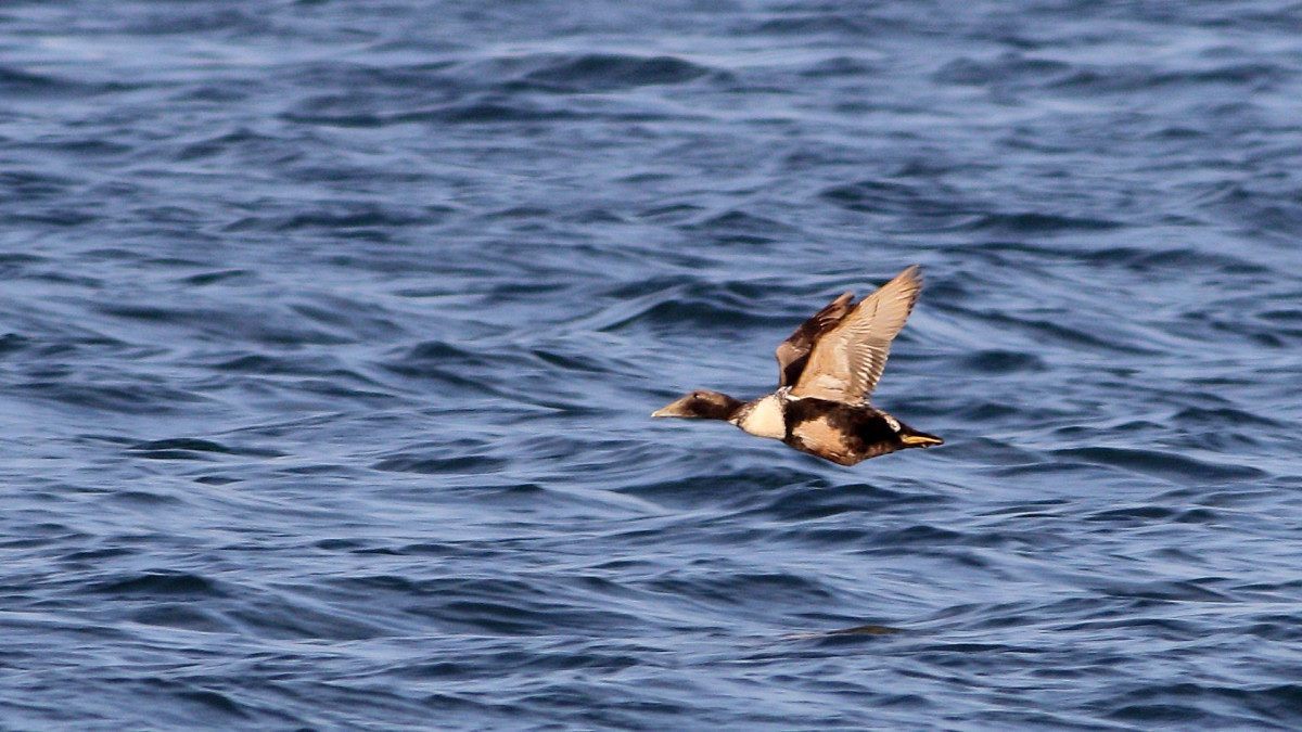 Common Eider