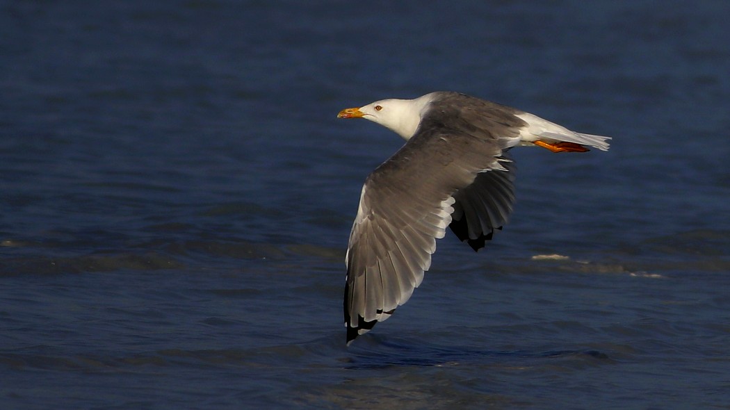 Yellow-legged Gull